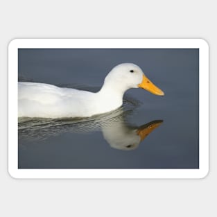 Duck Reflection, South Astralia Sticker